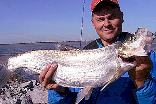 Verhoglyad (zivis): apraksts, zvejas metodes