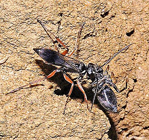 Earth Wasp: missä se asuu ja mikä on ominaista