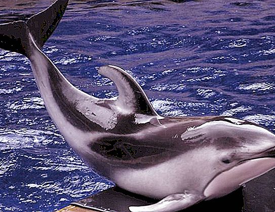 Delfīns ar baltu vaigu: apraksts. Biotops