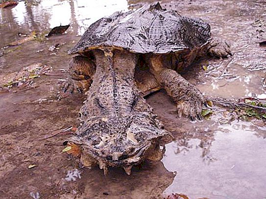 Χελώνα Matamata: εμφάνιση και ενδιαφέροντα γεγονότα