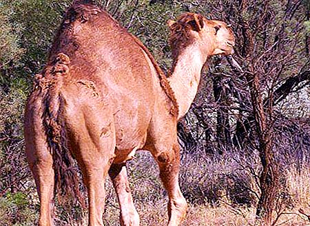 Vad äter en kamel i öknen och i djurparken?
