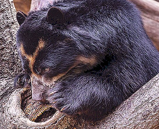 क्या भालू अपने प्राकृतिक आवास में शहद खाते हैं?