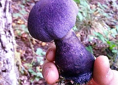Violet Cobweb - ciupercă de culoare exotică