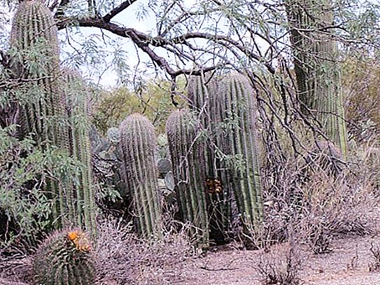 Missä on kaktujen kotimaa ja millaisia ​​kaktuksia ne voivat siellä kasvattaa
