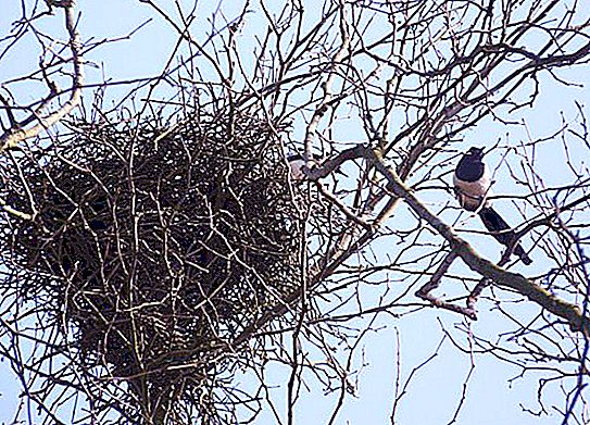 Urraca nido. ¿Cómo construir un nido de urraca?