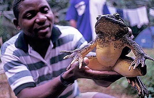 Goliat - największa żaba na świecie