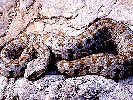 Gyurza - ένα επικίνδυνο φίδι, αλλά με δηλητήριο πολύτιμο για την ιατρική