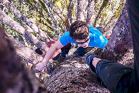 Wie man auf einen Baum klettert: Anweisungen