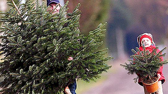 Jaký vánoční strom koupit na nový rok, aby nepoškodil životní prostředí? Živě: věc je oxid uhličitý