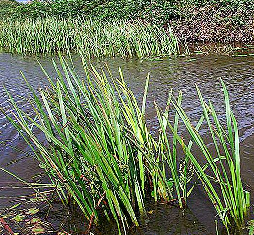 Reed thickets: paglalarawan at papel sa ekosistema