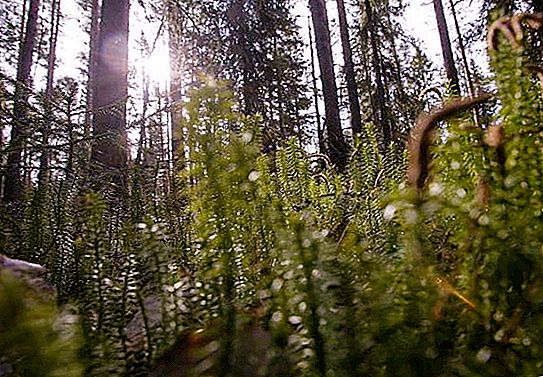 Karelijos miškas: bendrosios savybės ir nuotraukos