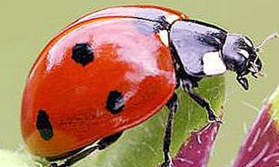 The world of insects. Ladybug larva