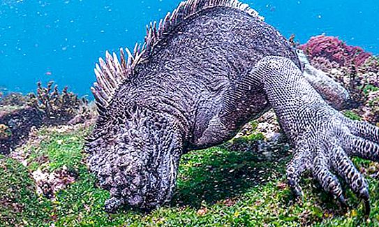 Iguanas marinhas: fotos, tamanhos, hábitos, fatos interessantes