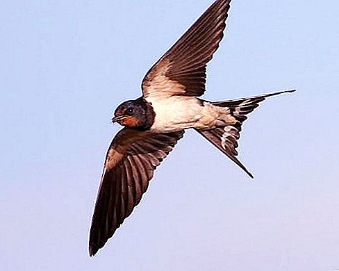 Our summer neighbor is a barn swallow