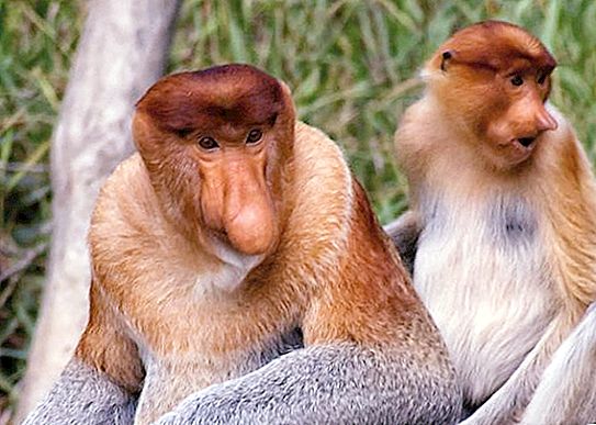 Nosach (monyet): keterangan, habitat, gambar dan fakta menarik