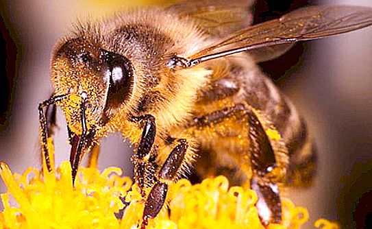 Nordbiene: Eigenschaften, nützliche Eigenschaften von Honig und Beliebtheit