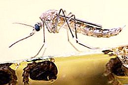 Vida útil do mosquito - detalhes interessantes