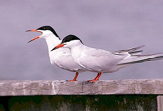 Bird tern: description, photo