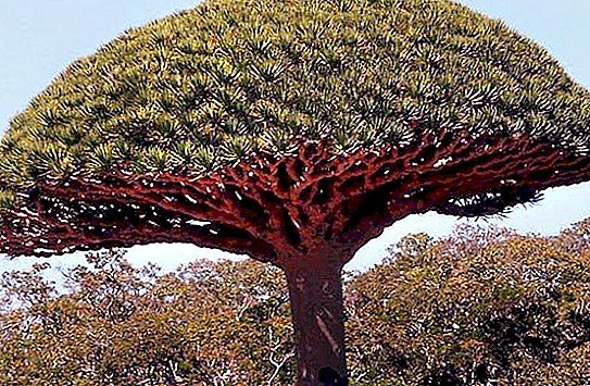 The most amazing plants in the world. The amazing properties of plants