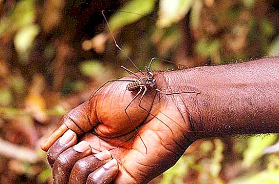 Høstemakeren er en universelt kjent edderkopp