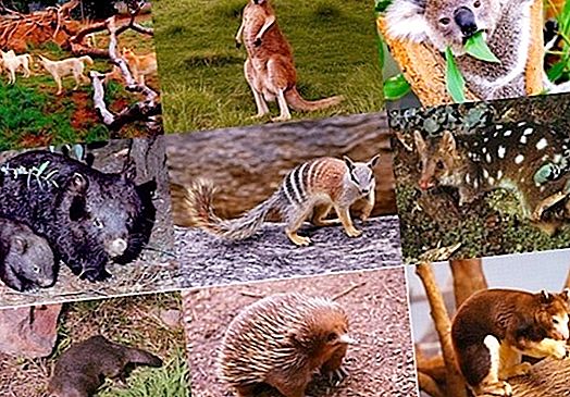 בעלי חיים של אוסטרליה: תמונות עם שמות ותיאורים