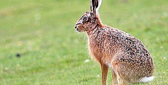 What does the hare eat in the forest? What do hares eat in winter?