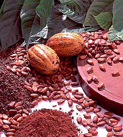 Pohon kakao Di mana pohon kakao tumbuh? Buah kakao