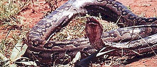 Hiëroglyfische python: beschrijving, kenmerken van de inhoud en interessante feiten