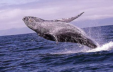 Hvordan dør hvaler, og hvorfor skjer dette? Hvem har skylden for døden til disse dyrene