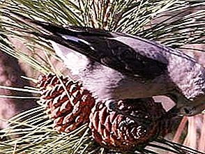 Cedar: ptica iz tajge