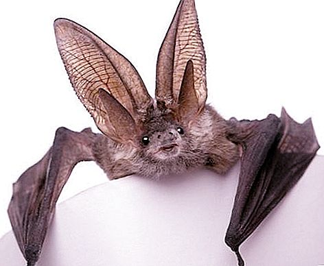 Bat: isang bampira o hindi?
