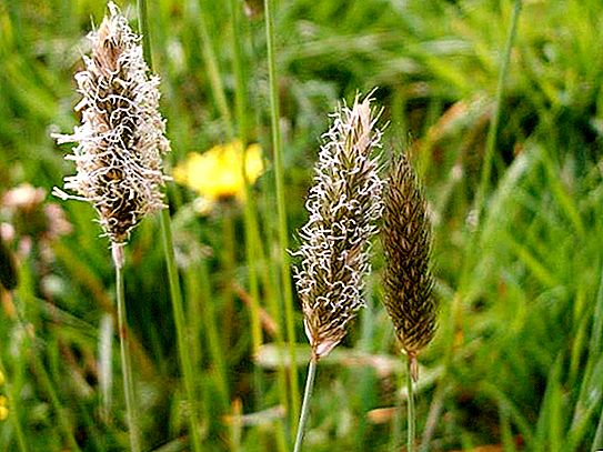 Foxtail travnik: opis, uporaba v medicini in okrasnem vrtnarjenju