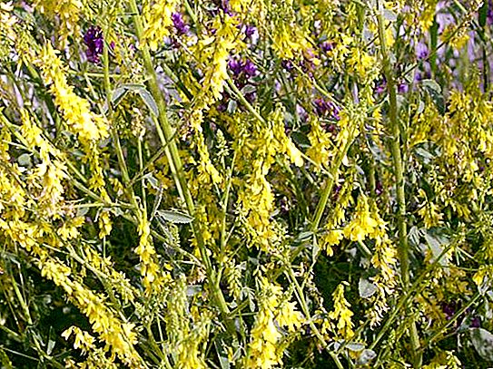 Kuning alfalfa: ciri, perihalan, sifat yang berguna