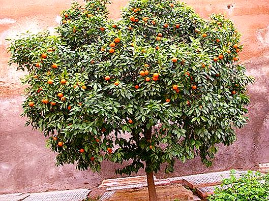 オレンジの木-それは何ですか？ 写真