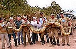 Най-голямата змия в света. анаконда