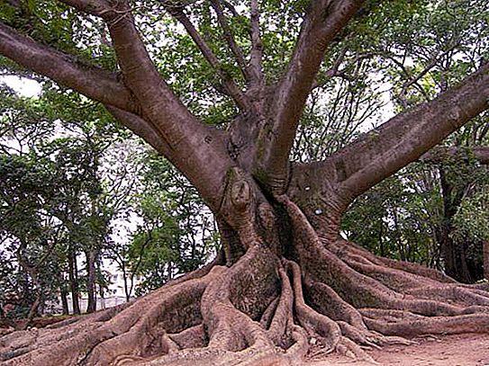 Ceiba (pohon): foto, deskripsi, tempat ia tumbuh