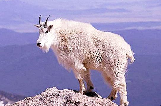 Snow goat: description, habitat, interesting facts