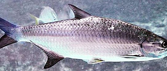 塔彭-运动钓鱼的鱼。 物种，结构和栖息地的描述。
