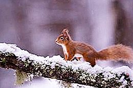 Sužinokite, kaip voverės žiemoja