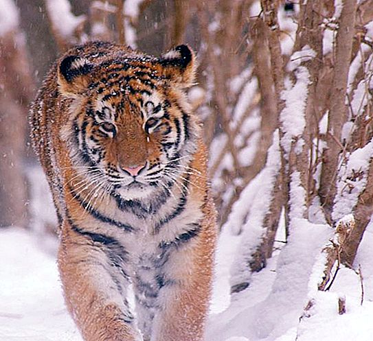 Hvilken naturlig zone lever tigeren i dag på planeten
