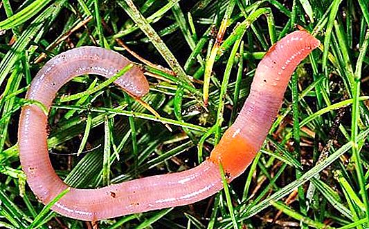 Regenwürmer - eine Quelle für wertvollen Dünger