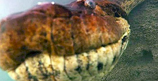 Diver secara tak terduga bertemu dengan anaconda "baik" raksasa di Brasil