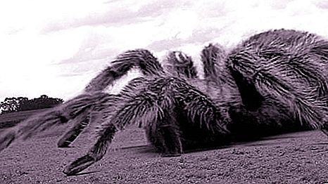 Aranyes gegants: la ficció o la veritat de la vida?