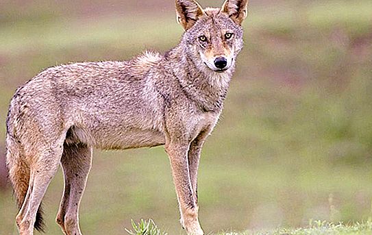 Indian wolf: subspecies description, distribution, characteristics