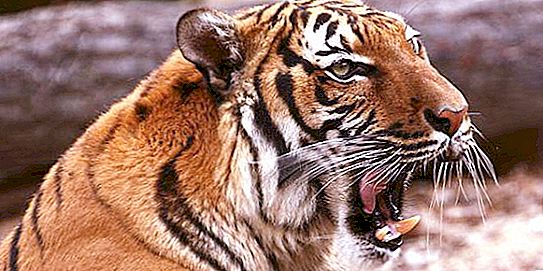 Tigre indoxinese: descripció amb foto