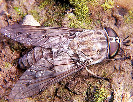 Pertanyaan yang menarik: apakah lalat menggigit atau tidak?