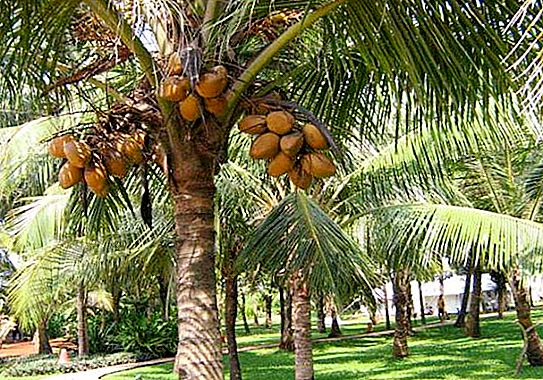 How and where do coconuts grow?