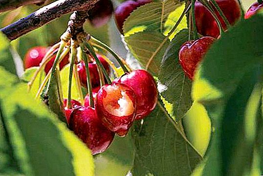 How to scare away birds from cherries: features, effective methods and recommendations