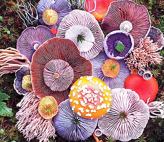 Miltä syötävät sienet näyttävät: valokuvat nimillä ja kuvauksilla