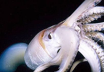 Humboldt Squid - the mysterious giant of the deeps of the sea